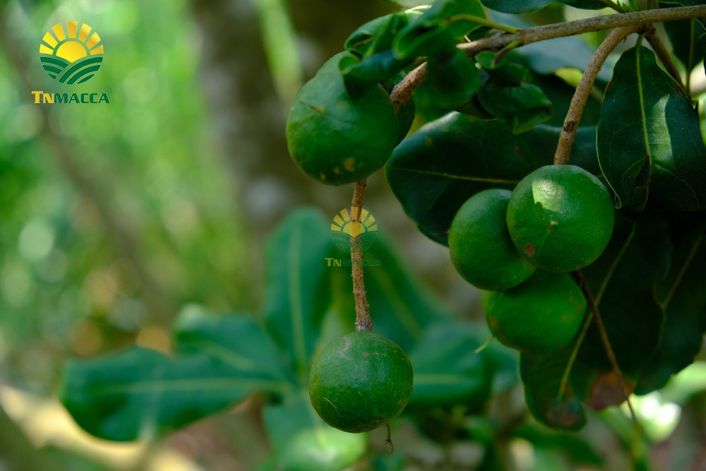 Cách làm sữa hạt macca tươi hạnh nhân bằng máy,tác dụng sữa macca